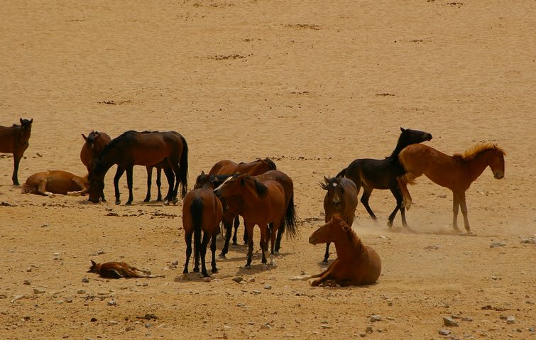 233 Namibia Okt 2006 .JPG